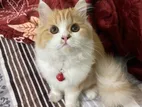 Persian Cat