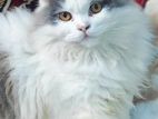 Persian Cat