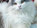 Persian Cat
