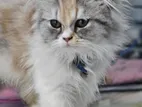 persian cat
