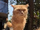 Persian Cat