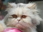 Persian cat