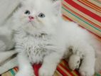 Persian cat