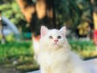 Persian cat