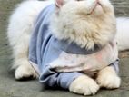 Persian cat