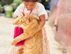 Persian cat