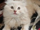 Persian_Cat