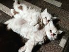 Persian cat for sell