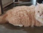 persian cat for sell