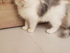 Persian Cat SELL