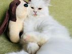 Persian Cat sell