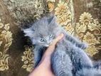 Persian cat Sell