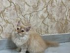 Persian Cat sell