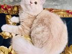 Pure Persian female cat