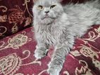 persian cat sell