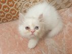 persian cat