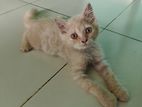 Persian cat for sell