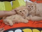 Persian cat sell