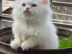 Persian cat