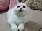 Persian cat.