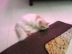 Persian Cat for sell