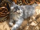 Persian cat