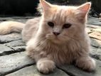 Persian cat