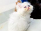 Persian cat