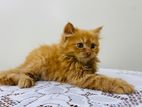 Persian cat