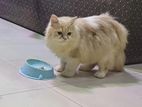 Persian Cat