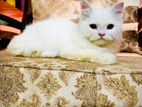 Persian cat