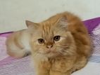 Persian cat