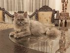 Persian cat