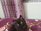 Persian cat for sale