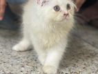 Persian Cat