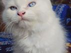 Persian cat