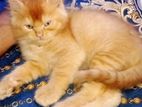 Persian cat