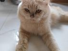 Persian cat