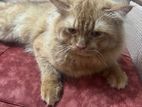 Persian cat for sell