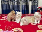 Persian cat