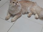 Persian cat