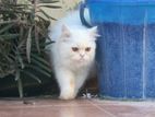 Persian cat