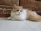 Persian cat