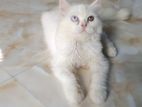 persian cat