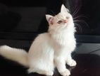 Persian Cat