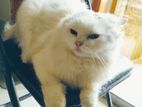 Persian cat