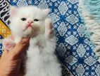 Persian Cat