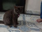 Persian cat for sell