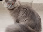 Persian cat