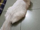 Persian cat